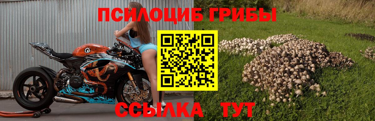 Нижнекамск  Галлюциногенные грибы Cubensis  Вход с VPN  Галлюциногенные грибы мицелий 